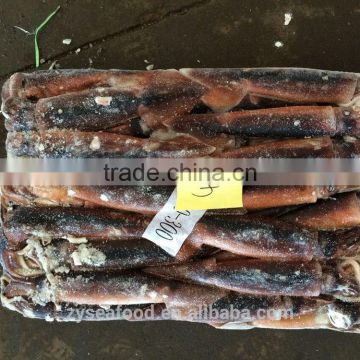 Top Quality Frozen Illex Squid