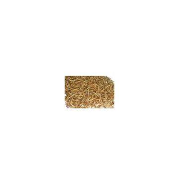 Sell Mealworm(Tenebrio Molitor Linne)