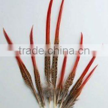 Golden Pheasant Tails Red Tip