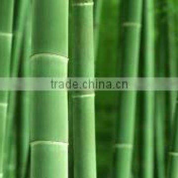 Bamboo pole for construction and building materials