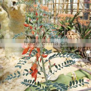 Sutherlandia Frutescens 1