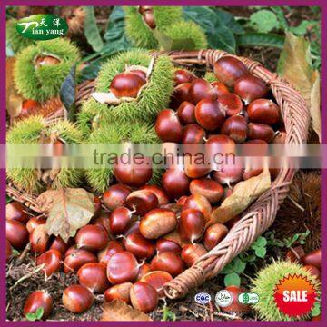 2015 High Quality Fresh Raw Chestnuts