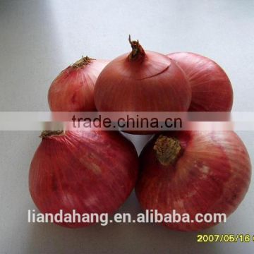 2016 Crop Fresh Red Onion