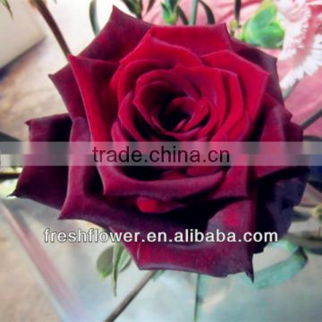 Wholesale fresh cut flowers of black rose from kunming