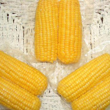 Imported Fresh Sweet Corn Quality Top Sweet Corn Natural Fresh Sweet Corn Food Prices