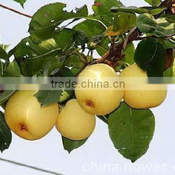 New Fresh Juciy Crown Pear from China