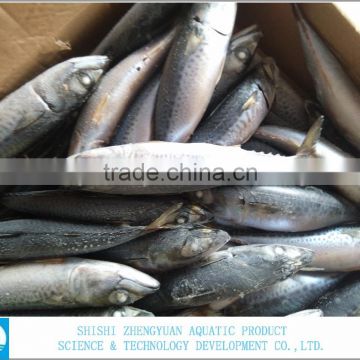 Best Price For Canned Frozen Mackerel Fish