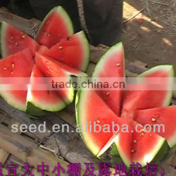 Xingyan NO.7 planting watermelon hybrid seed