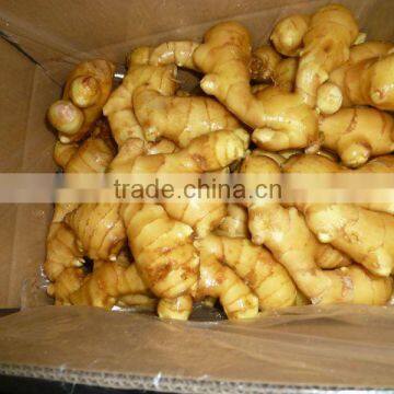 China fresh ginger in low price