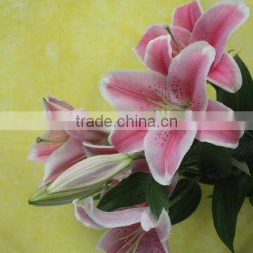 Various new coming lily pattern mural