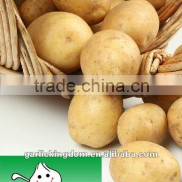 Holland Fresh Potato(150g-250g)