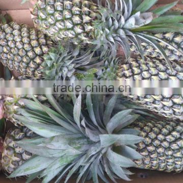 Fresh sweet Pineapple with best price from Vietnam