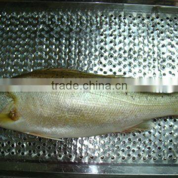 iqf frozen seabass whole fish