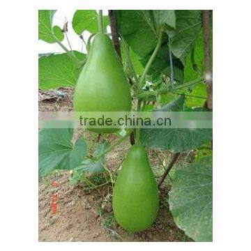 High productive bottle melon seeds good for plant