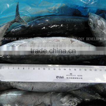 frozen fresh bonito(Auxis tapeinosoma)