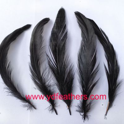Dyed Black Rooster/Cock/Coque Tail Feather for Wholesale from China