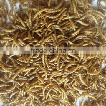 Wholesale Bulk Dried Mealworm Pet Food