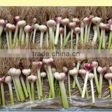 normal white garlic crop 2015