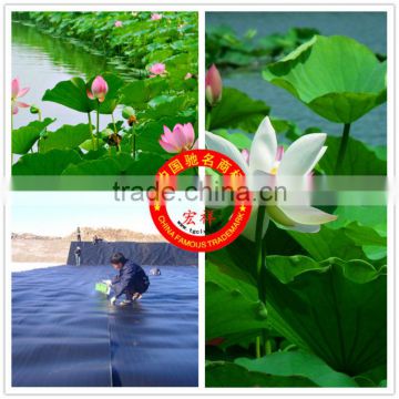 Special HDPE Geomembrane for Lotus keeping