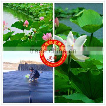 Special HDPE Geomembrane for Lotus keeping