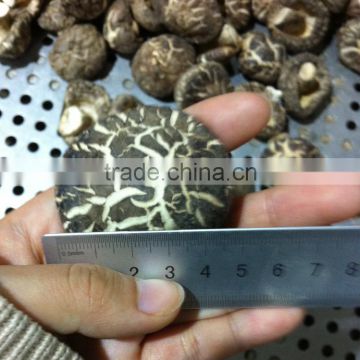 Dried Matsutake Mushroom Growing