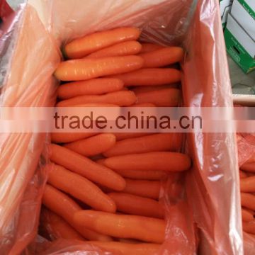 Competitive Fresh Carrot With Juicy
