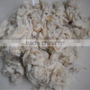 Carpet Grade Scoured Clipped Wool,White color