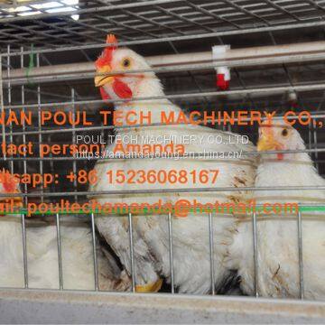 Poultry Farming Equipment Broiler Cage & Broiler Coop & Meat Chicken Cage in Chicken Shed for Nepal