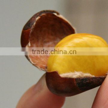 Organic Raw Fresh Chestnut Chinese bulk chestnuts price good service