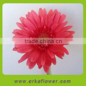 guangzhou fresh cut gerbera flower