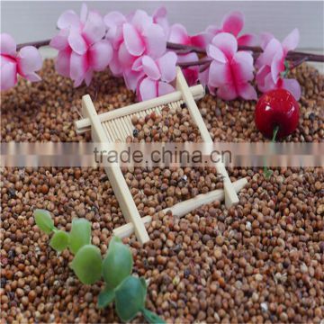 High Quality Red Sorghum From China