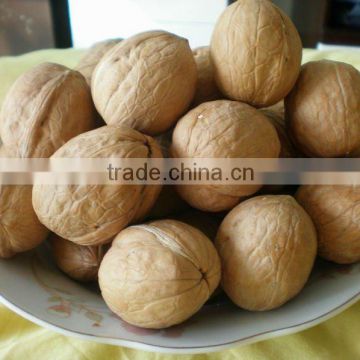 Tasty walnut in shell