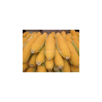 best quality yellow and Red corn for sale with lowest price (Grade A)