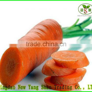 china Fresh Carrots