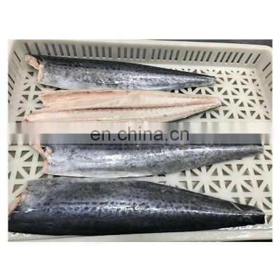 Good quality frozen clean spanish mackerel fish fillet