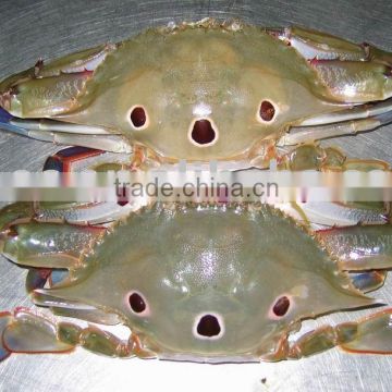 frozen three spotted crab