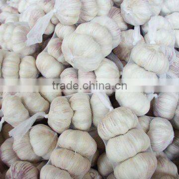 Normal White Garlic with Various Size