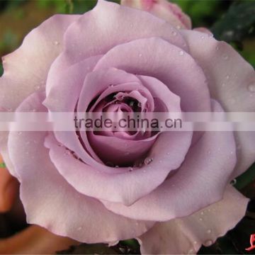 Fresh cut roses fresh black roses in delhi export fresh cut flowers roses from rolane