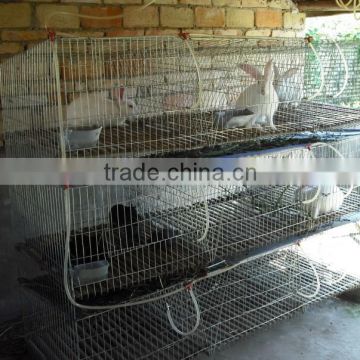 rabbit cage in kenya farm