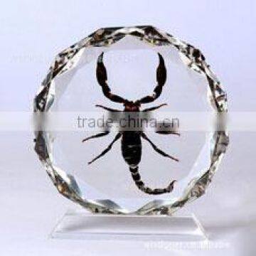 High quality crystal insect specimen (CP-10042)