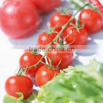 2011 crop tomato paste