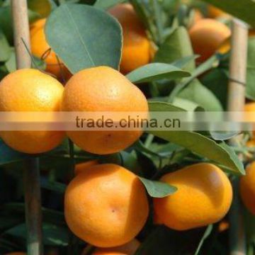 New Year 2017 Special Offer - Fresh Oranges/ Mandarin