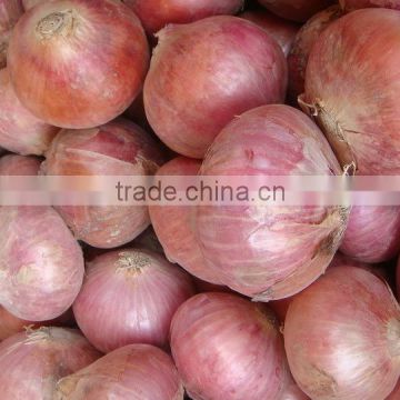 Best Large Phulkara Onion from Pakistan