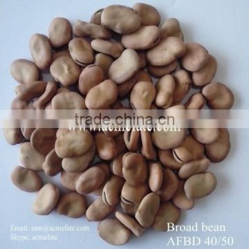 New Crop Raw Dried Broad Bean 40 50
