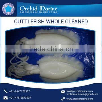 Best Sale on Cuttlefish Whole Cleaned with High Nutritional Value