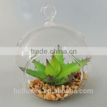 round glass vase plant aloe for dormitory decorating