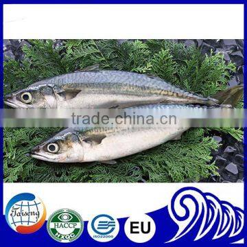 Certificate Quality Frozen Mackerel Bait Pacific Mackerel