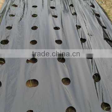 black mulch agriculture with perforated hole