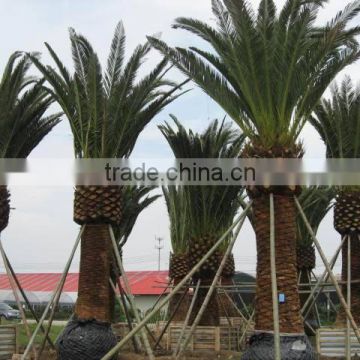 artificial date palm tree with waterproof and UV against big cheap palm trees
