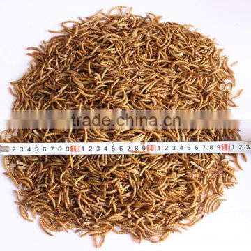 Dried Mealworms Yellow Mealworms wild bird ;reptiles;spectacular fish Food